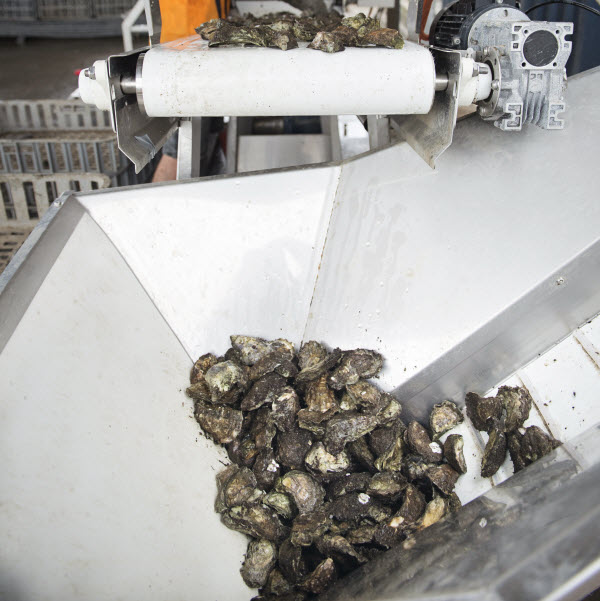 Merimbula Grade Oysters