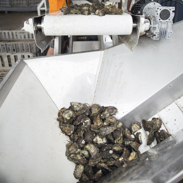 Merimbula Grade Oysters Merimbula Grade Oysters