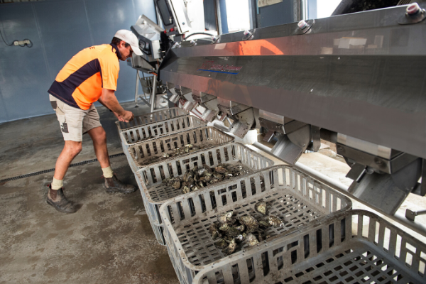 SED - Modern Oyster Farming SED - Modern Oyster Farming