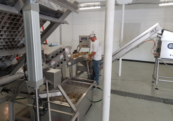 Tipper washer conveyor