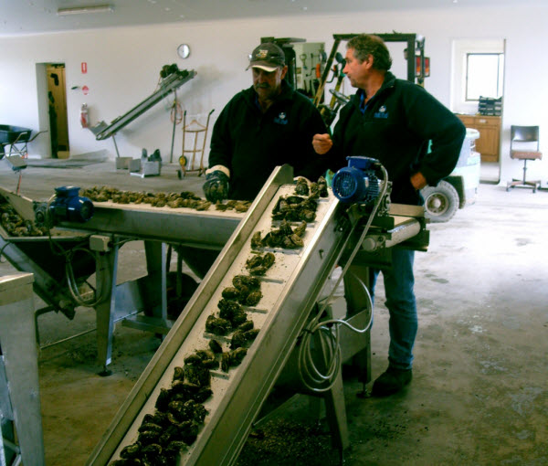 Farmers working using SED Graders machine Workers using an oyster machine