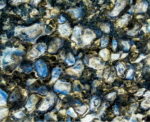 A mass of oysters growing close