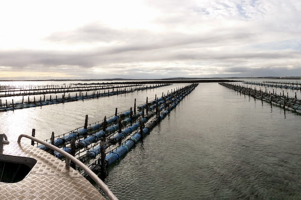 Oyster farm
