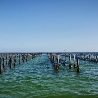 Healthy oysters mean a healthy aquatic environment