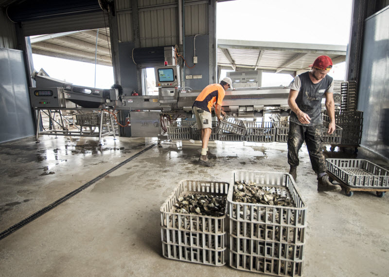 Employees working inside an Oyster factory
