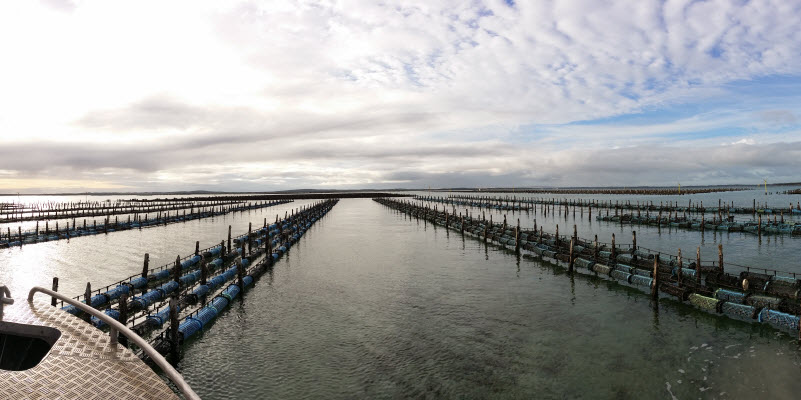 Long line Oyster farm