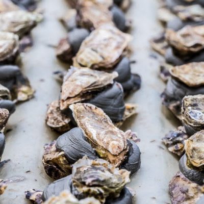 Automated farming is saving the oyster growing industry
